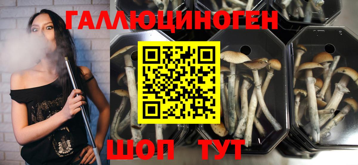 Псилоцибиновые грибы Magic Shrooms Новошахтинск